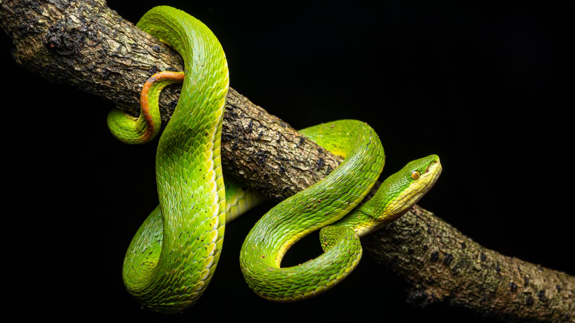 ACRIS 35mm f2.8 1X AF Macro APO snake