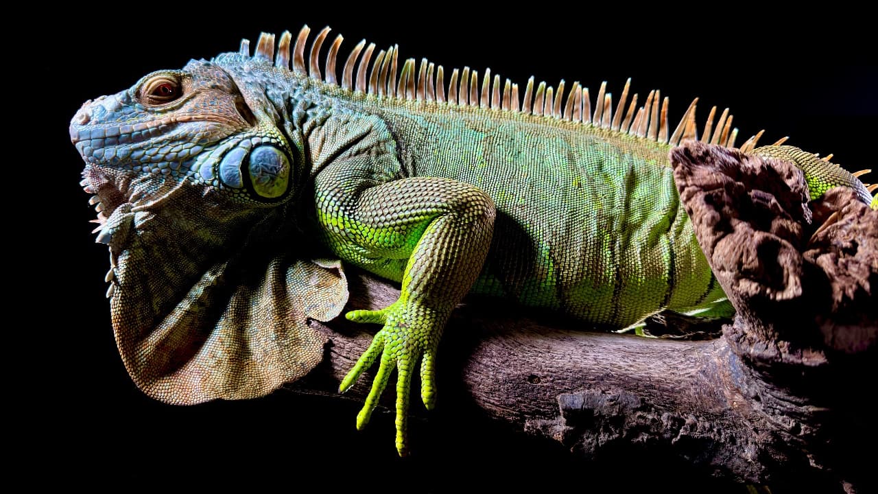 Titanium iPhone 15 Pro gets ACES workflow