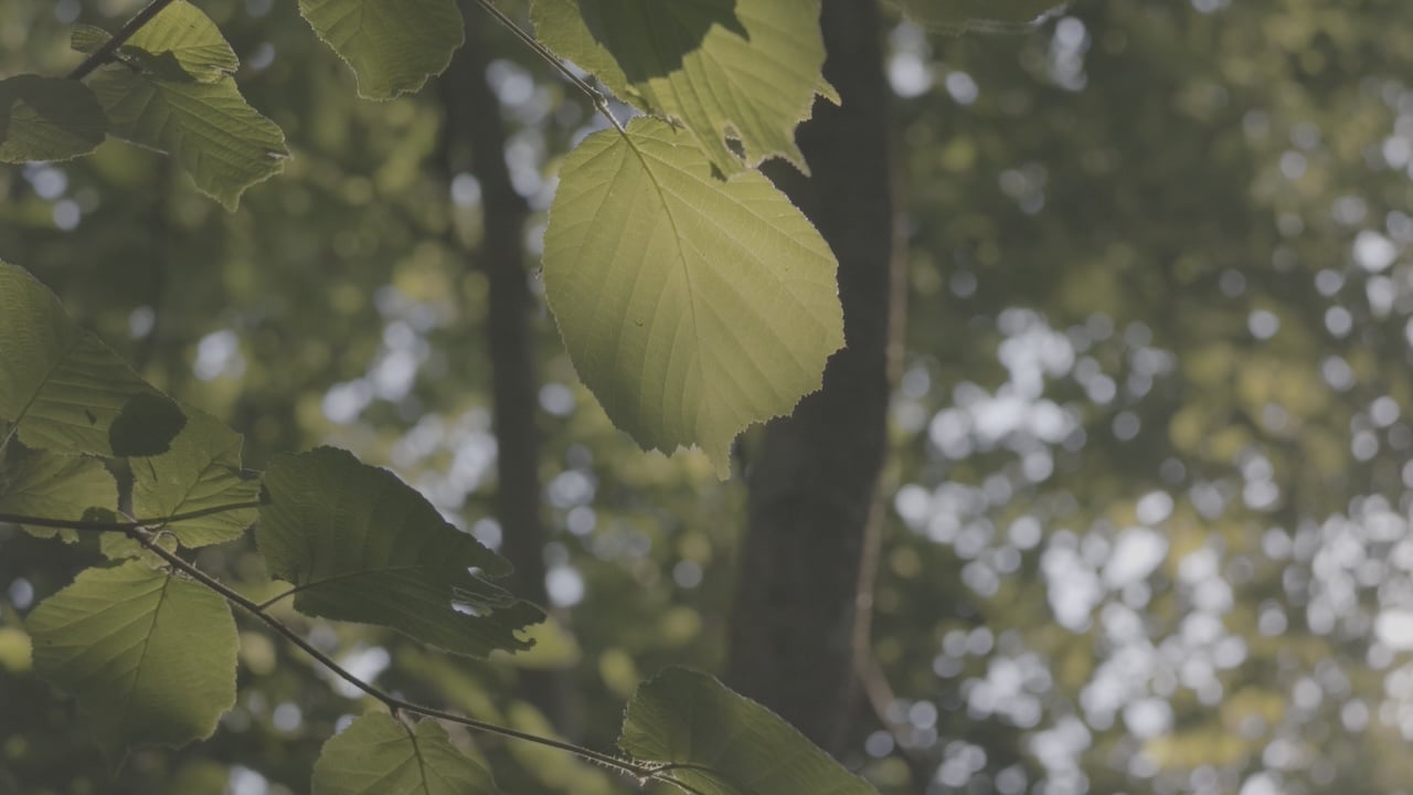 D-Log 2 ungraded