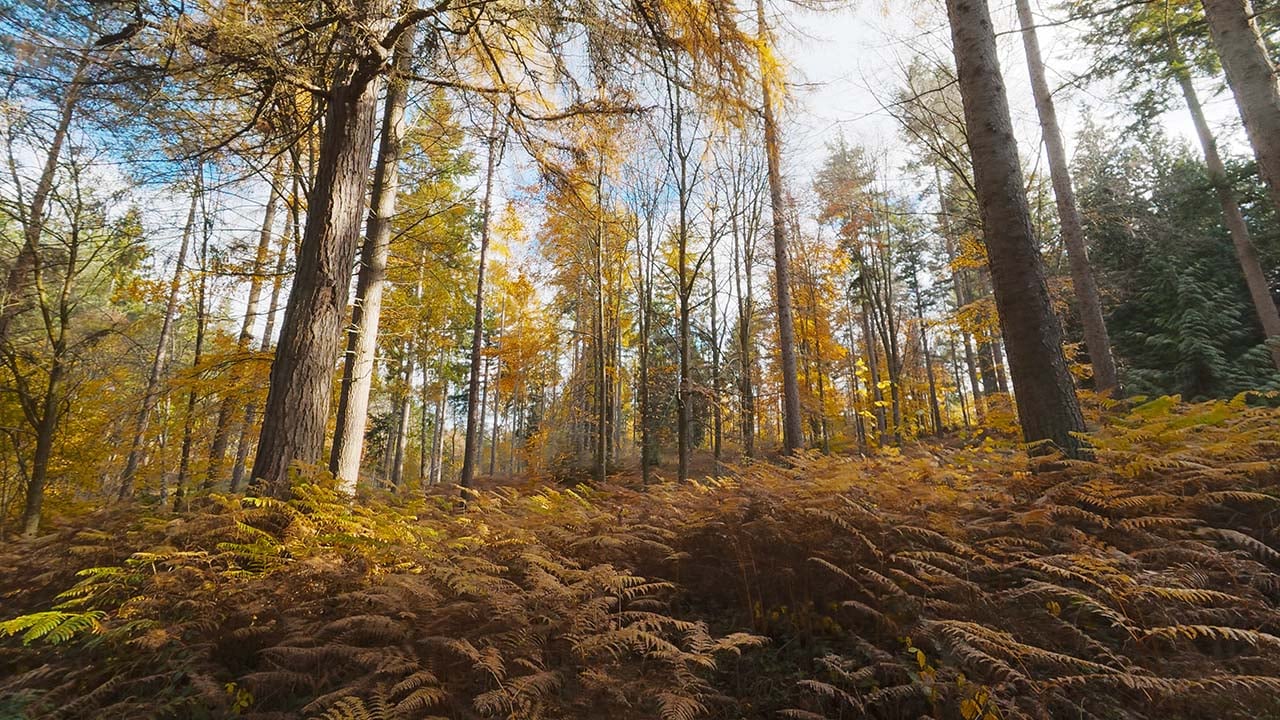 DJI Action 6 Forest still