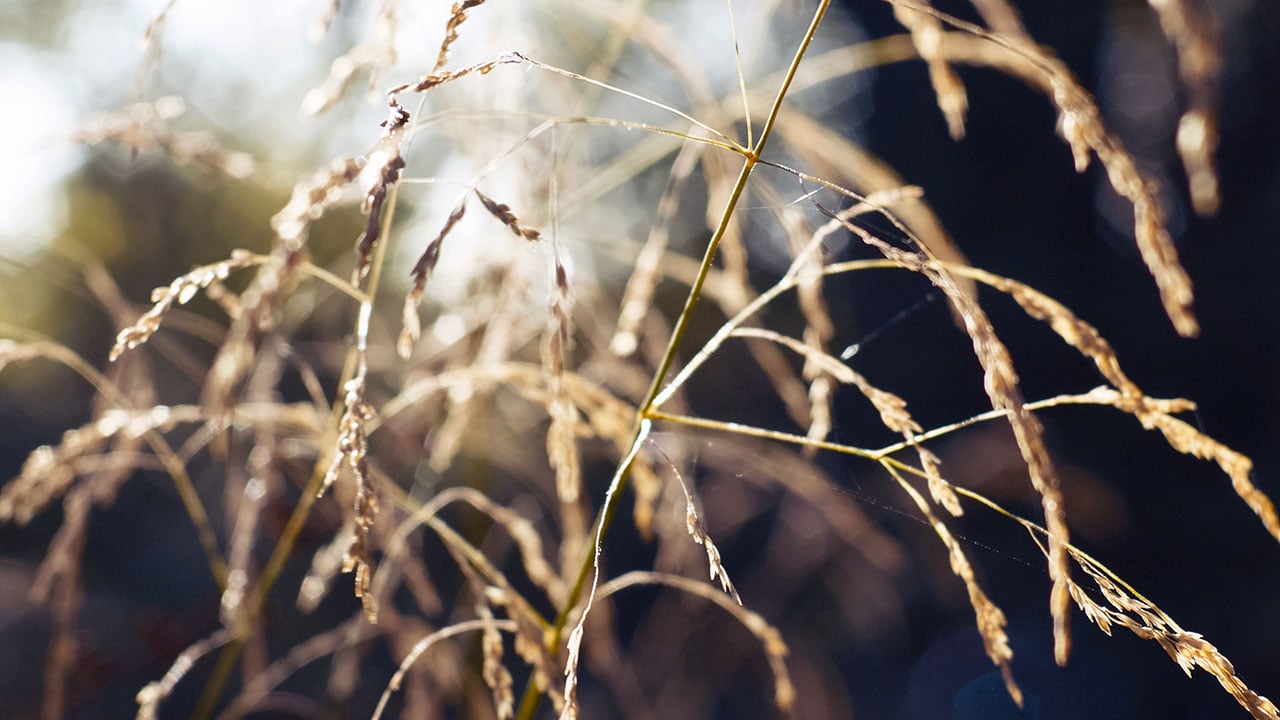 Backlit grass and seed heads with shallow depth of field, shot on the GoPro Mission 1 Pro ILS