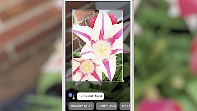 A milk and wine lily by any other name would smell so sweet Google