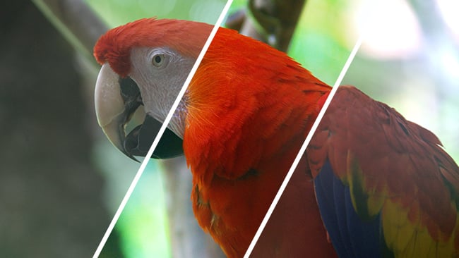 HDR leads to some dramatic differences, and not just in plumage Sony