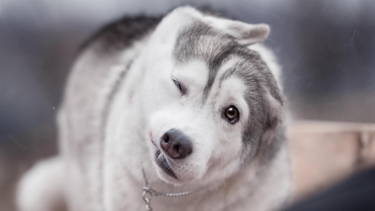 AF is part of today's landscape and it may play en even bigger part in tomorrow's Adobe Stock