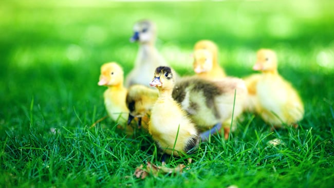 Ducklings by Shutterstock