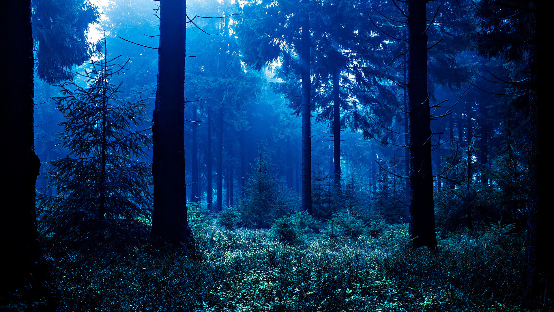 Blue hair in the night forest - wide 6