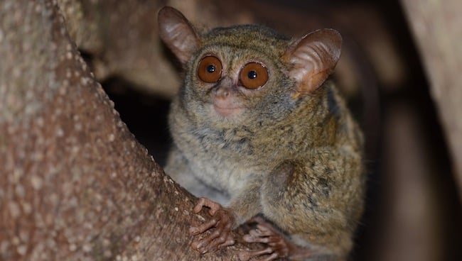 A tarsier filmed in he dead of night in the Indonesian jungle by the Canon ME20F-SH Offpring Films
