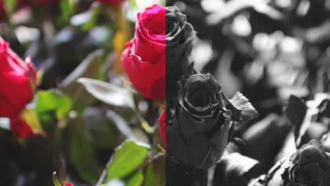 Black roses. Only existed before about the 30s. The black and white image is based on the blue channel only.jpg