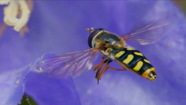 Hoverfly in flight.jpg