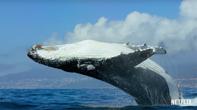 Our Planet - Whale breach - Netflix.jpg