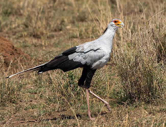 SecretaryBird-small.jpg