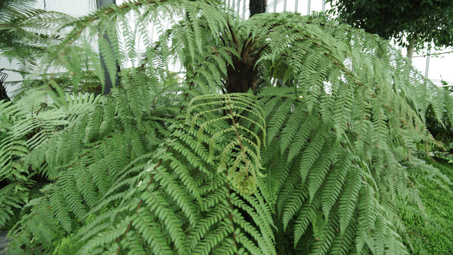 Veydra_12mm_on_JVC_GY-LS300_-_ferns.png.jpg