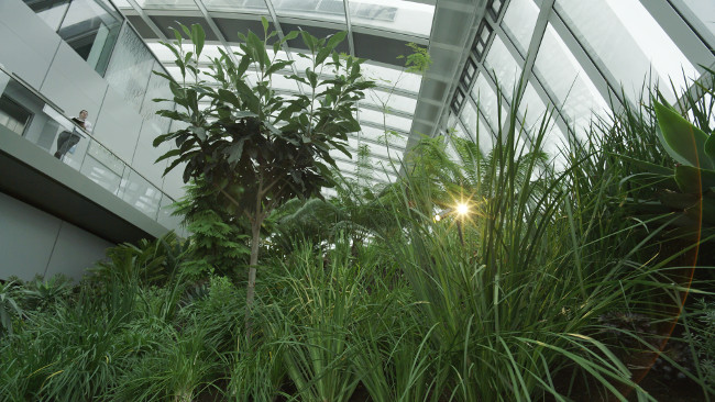 Veydra_12mm_on_JVC_GY-LS300_-_foliage_and_flare.png.jpg