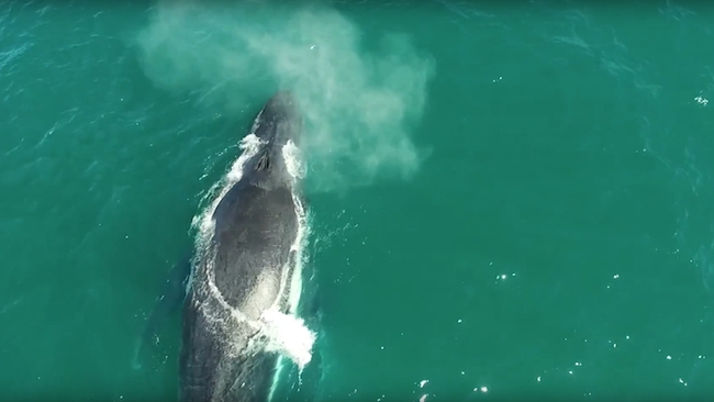 A humpback whale off the coast of Australia Tim Eddy