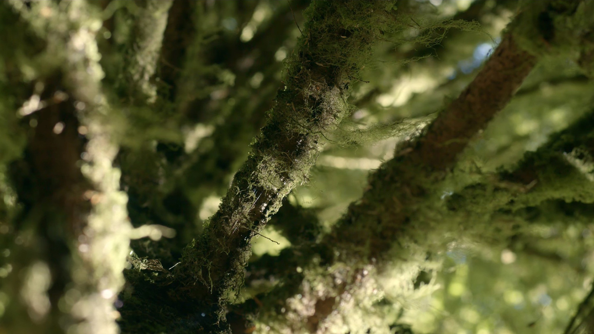 One thing we now know the new BMPCC 4K is very good at is greens... Mark Wyatt