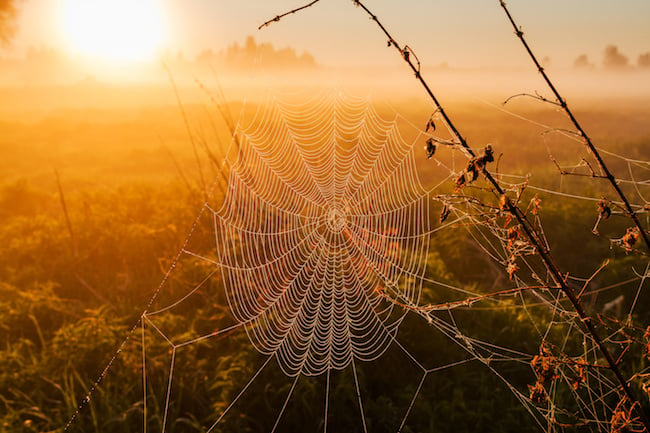 backlit web.jpg