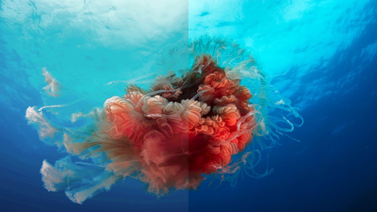 SDR vs HDR: Blue Planet II looked great in HD, so the UHD HDR version will be fairly mind-blowing BBC Worldwide