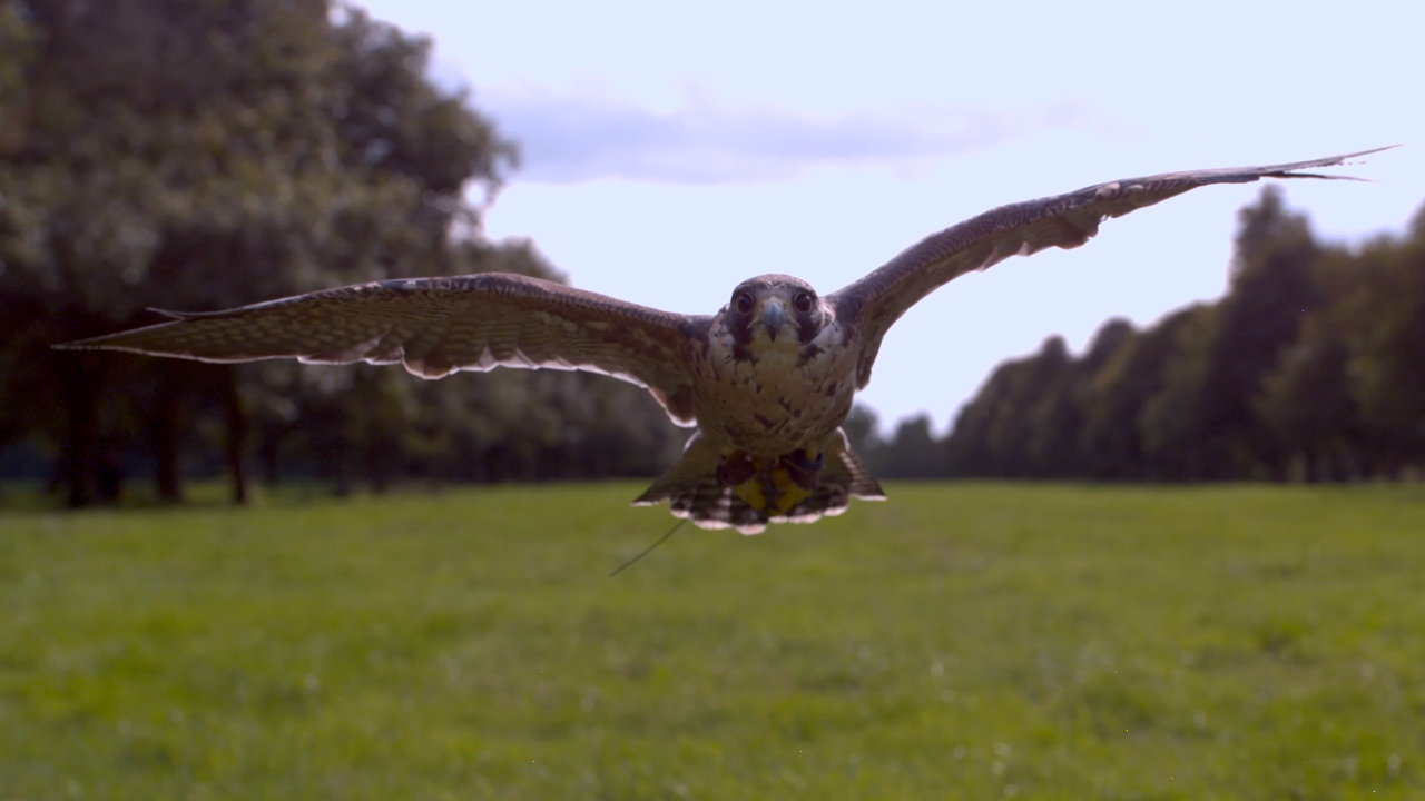 Incoming: if you are a rabbit, this is not a view you want to see. Ever. Motion Impossible