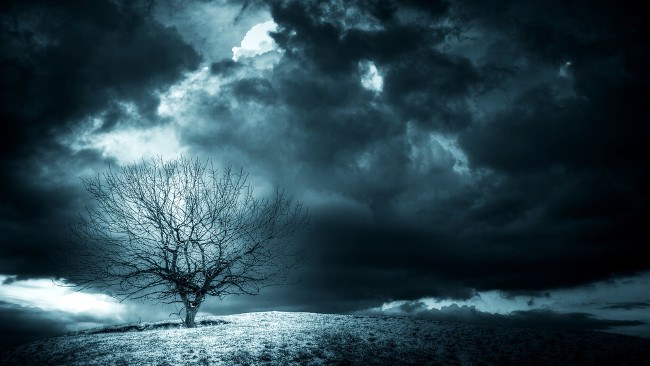 Tree on hill graphic by www.shutterstock.com Shutterstock / RedShark News