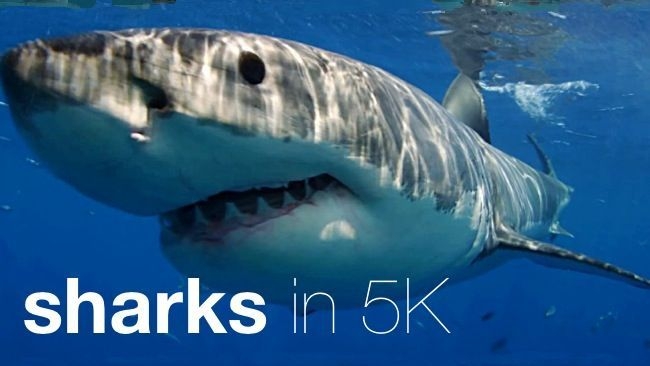 Sharks in 5K Andy Brandy Casagrande IV and Emma Casagrande