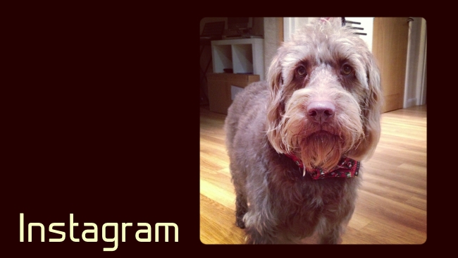 Should professionals use Instagram? Nancy Hill/RedShark