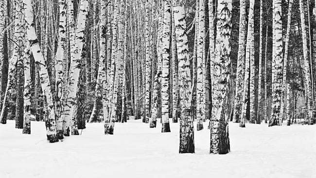 Why you need 8K - black and white woods with snow Shutterstock / RedShark News