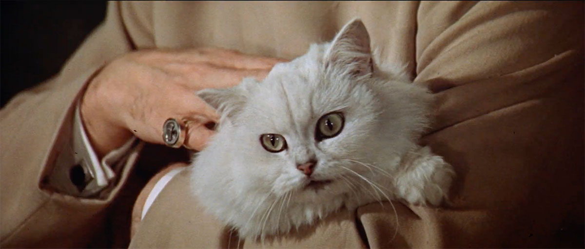 Blofeld's cat