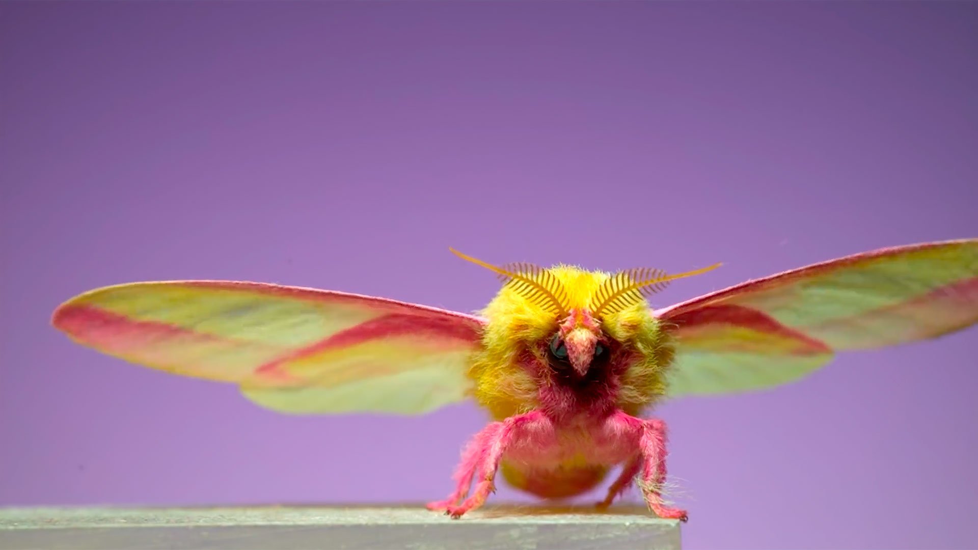 Moths at 6,000 fps. Why not?