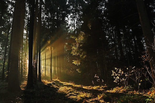 Morning light in a forest.