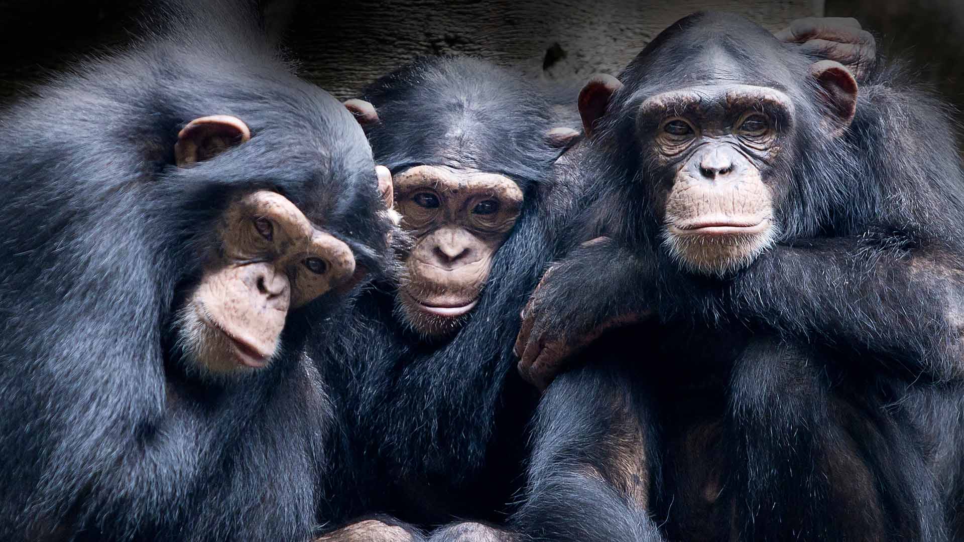 Filmmaking might become so easy that chimps could do it. Image: 