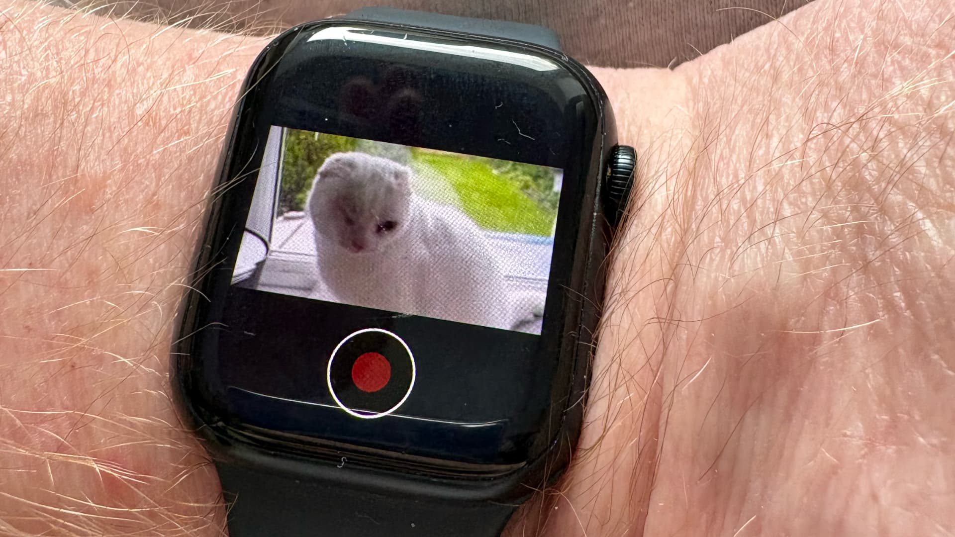 Blackmagic Camera App working on Apple watch. Model: Smurf. Pic: F Stout