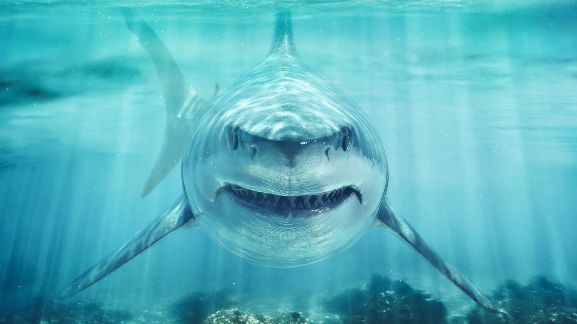 Clue: the story is about a shark. Pic
