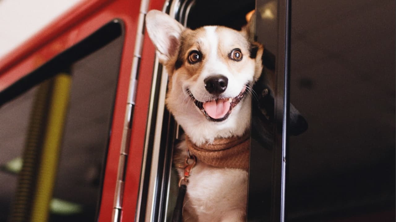 Obviously a very good boy. Shot with the new KODACOLOR film